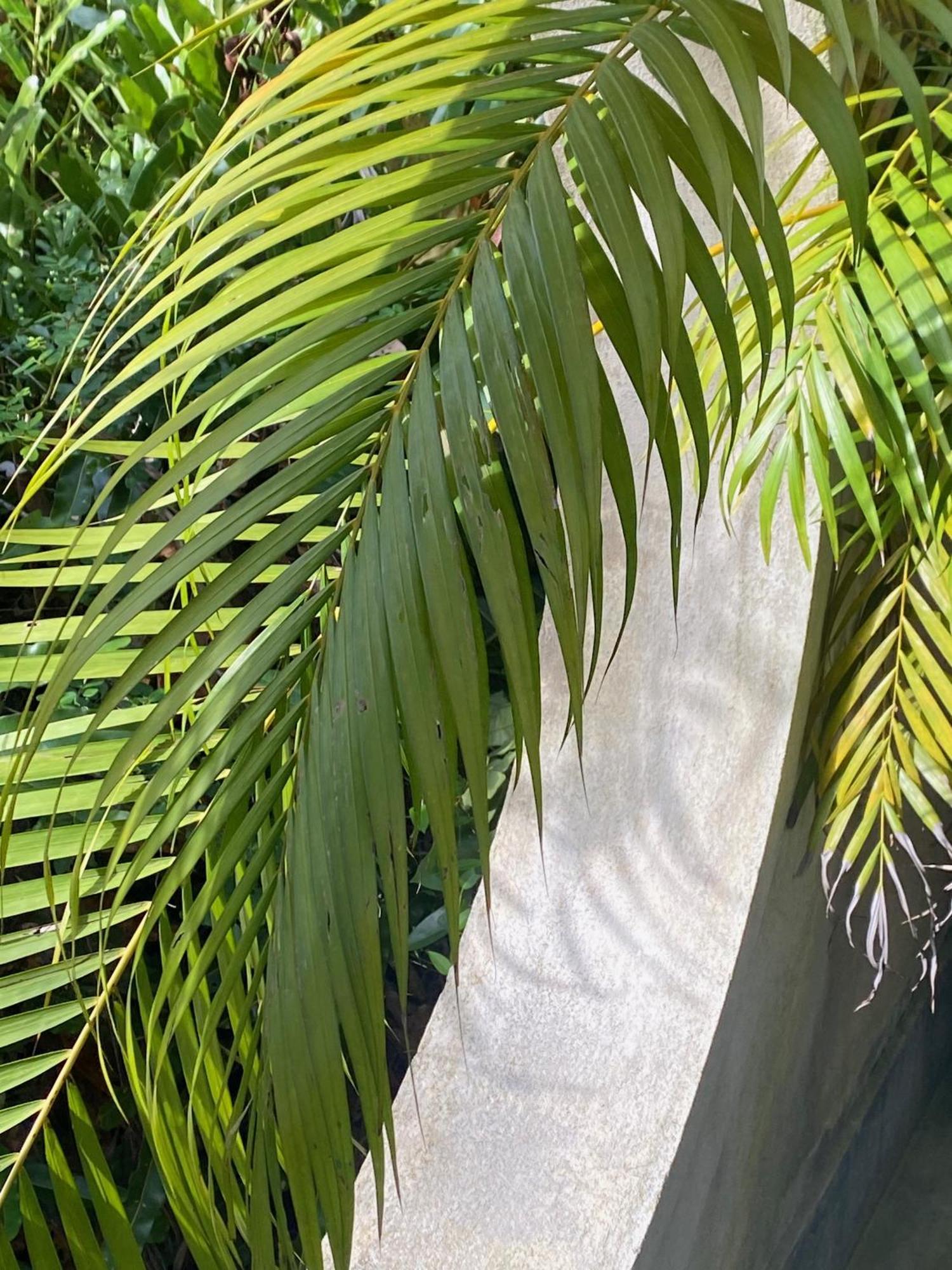 Kaju Green Eco Lodges Unawatuna Exterior photo